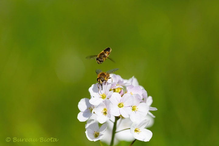 Puntbijvlieg (Eristalis nemorum)