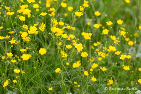 © Scherpe boterbloem - Ranunculus acris