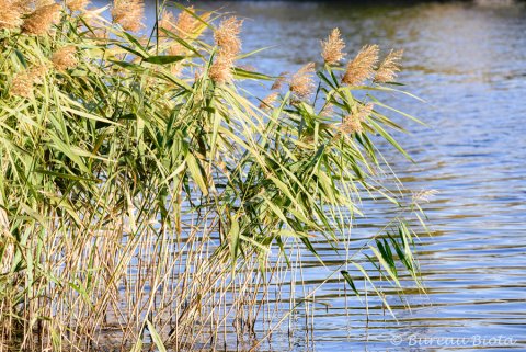 © RIet - Phragmites australis