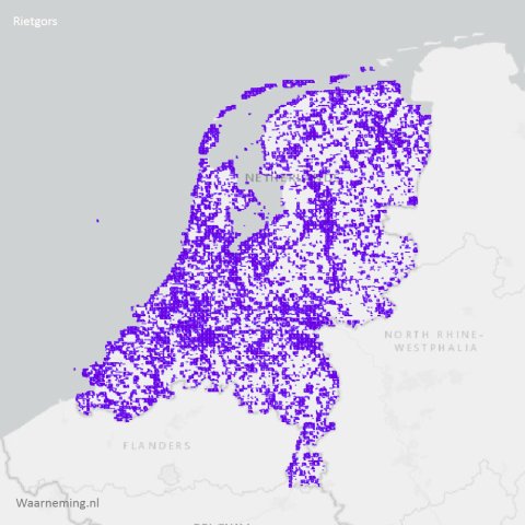 Verspreiding rietgors 2017-2022