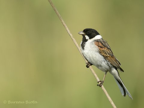 ©Rietgors - Emberiza schoeniclus