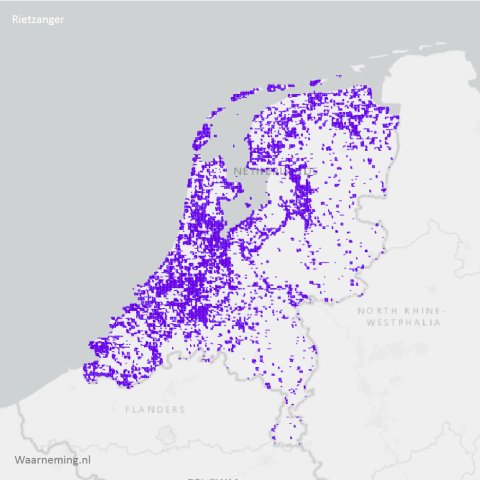 Verspreiding rietzanger 2017-2022