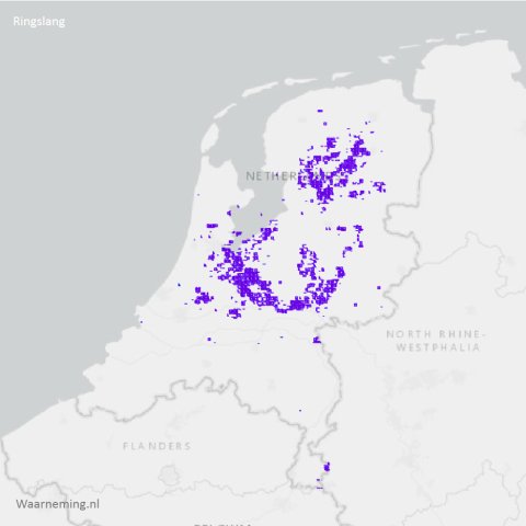 Verspreiding ringslang 2017-2022