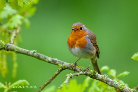 Roodborst - Erithacus rubecula