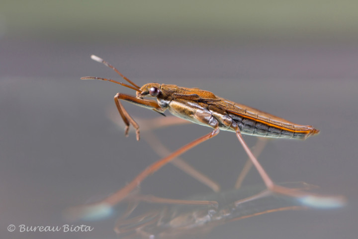 © Schaatsenrijder - Gerris lateralis