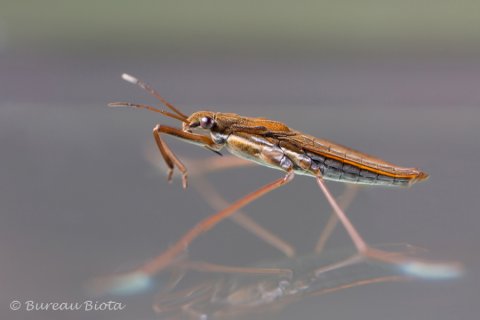 © Schaatsenrijder - Gerris lateralis