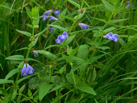 ©Blauw glidkruid - Scutellaria galericulata