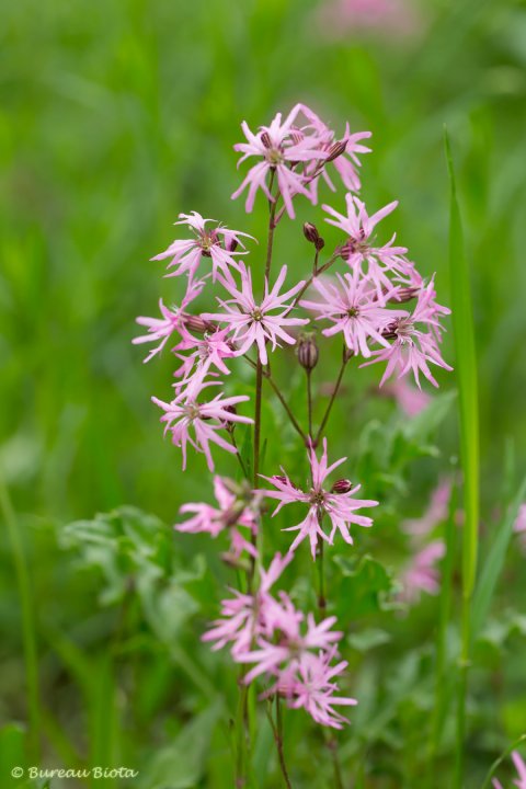 © Echte koekoeksbloem - Silene flos-cuculi