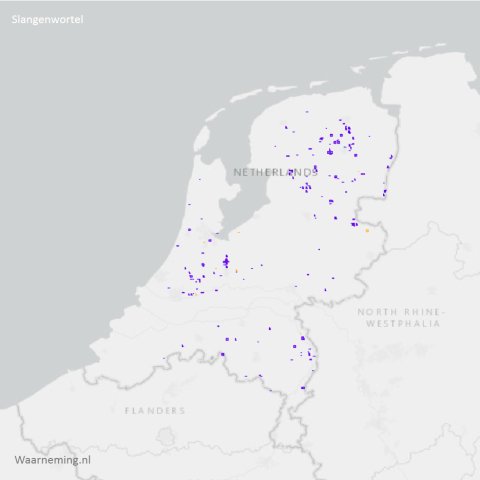 Verspreiding slangenwortel 2017-2022