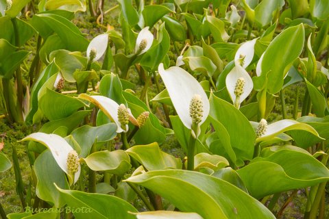 ©Slangenwortel - Calla palustris