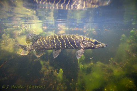 Snoek - Esox lucius