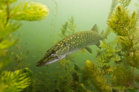 Snoek - Esox punitius