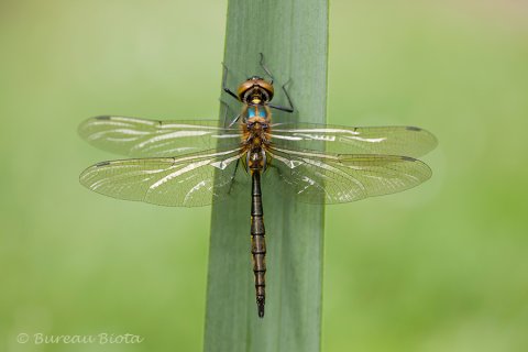 ©Gevlekte glanslibel - Somatochlora flavomaculata