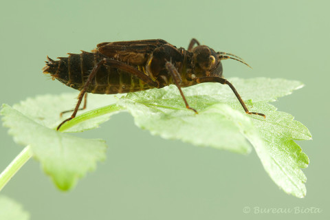 ©Larve gevlekte glanslibel - Somatochlora flavomaculata