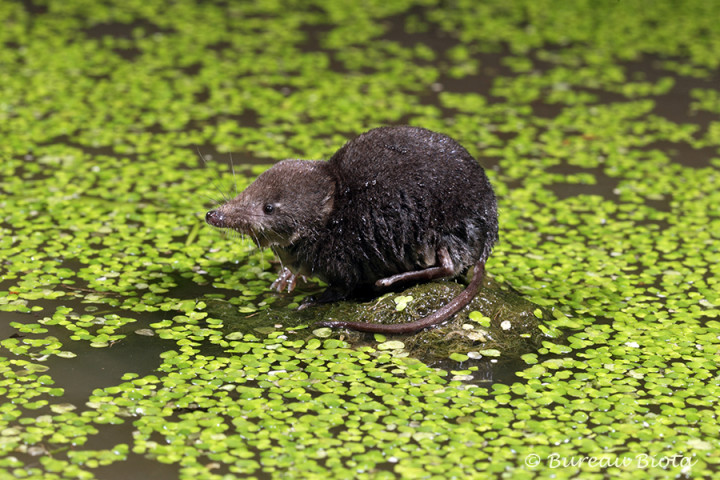 ©Waterspitsmuis - Neomys fodiens