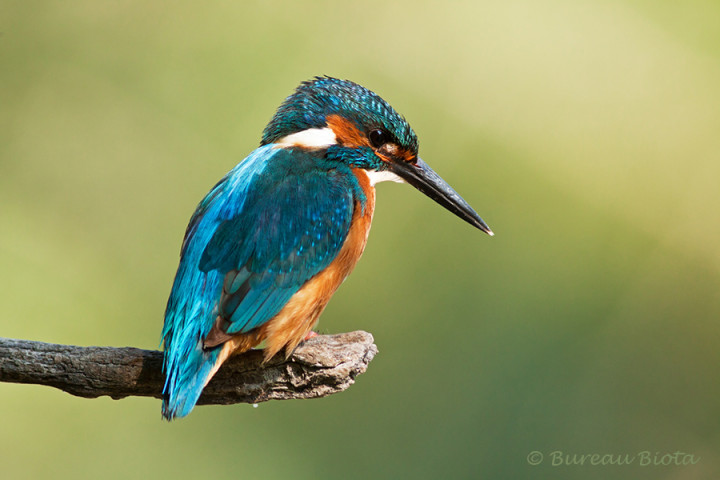 © IJsvogel - Alcedo atthis