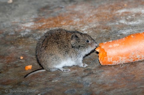 ©Noordse woelmuis - Microtus oeconomus