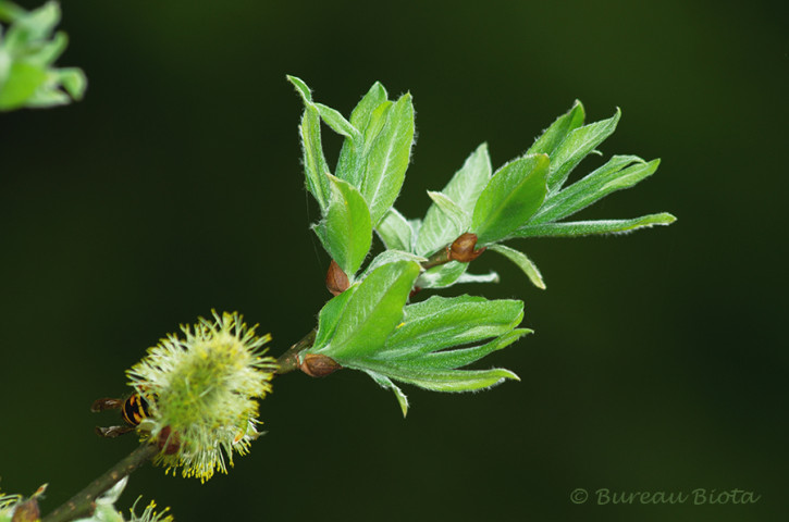 © Grauwe wilg - Salix cinerea