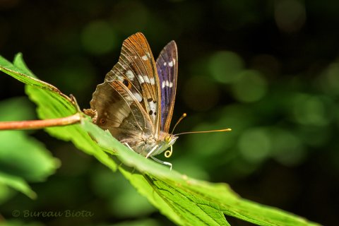 © Grote weerschijnvlinder - Apatura iris