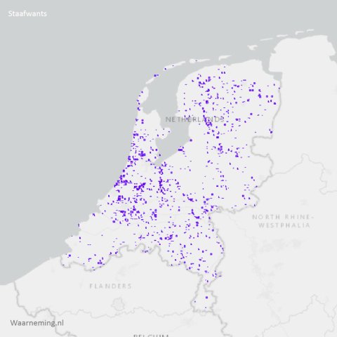 Verspreiding staafwatns - Ranatra lineata 2012-2022