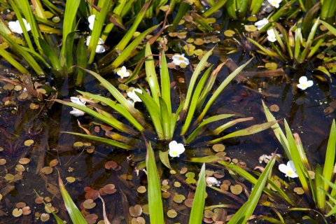 Krabbenscheer - Stratiotes aloides