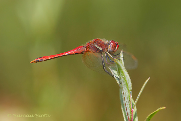 Zwervende heidelibel - Sympetrum fonscolombii