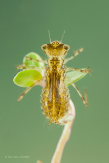 Larve zwervende heidelibel - Sympetrum fonscolombii