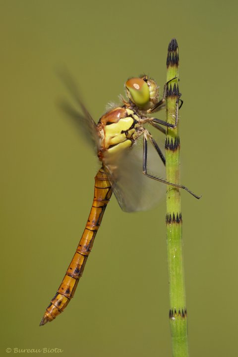 © Bruinrode heidelibel - Sympetrum striolatum