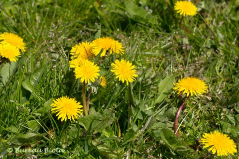 © Gewone paardenbloem - Taraxacum officinale