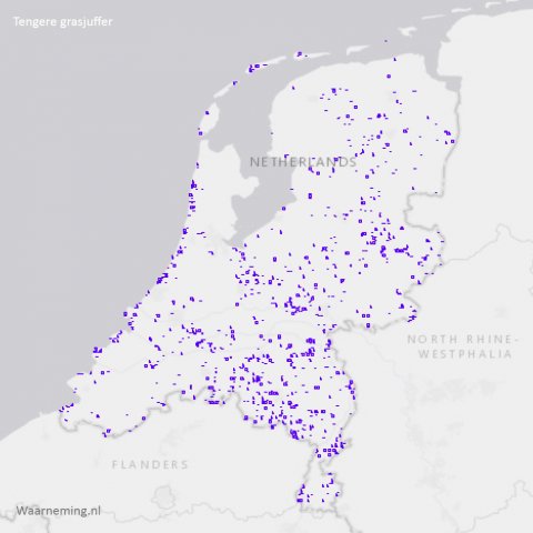 Verspreiding tengere grasjuffer in Nederland