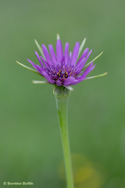 © Paarse morgenster - Tragopogon porrifolius