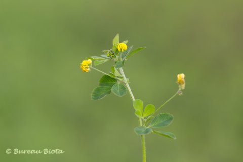 © Kleine klaver  - Trifolium dubium