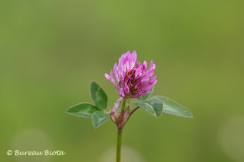 © Rode klaver - Trifolium pratense