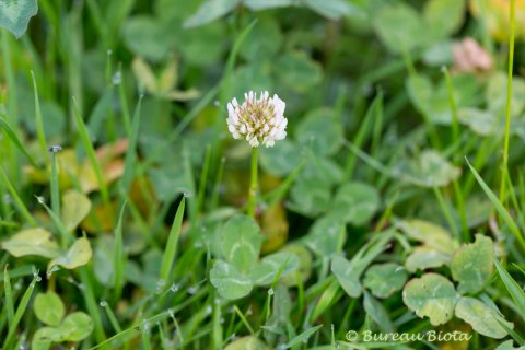 © Witte klaver - Trifolium repens