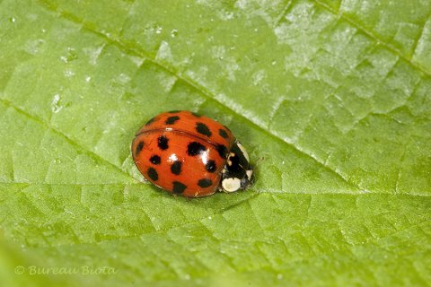 Veelkleurig Aziatisch lieveheersbeestje (Harmonia axyridis)