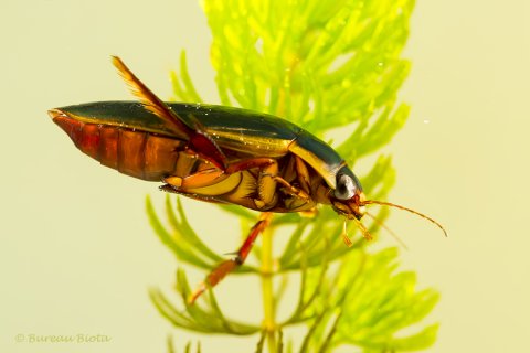 © Veengeelgerande waterroofkever - Dytiscus dimidiatus