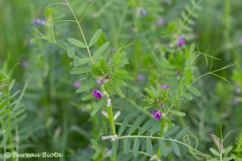 © Vogelwikke - Vicia cracca