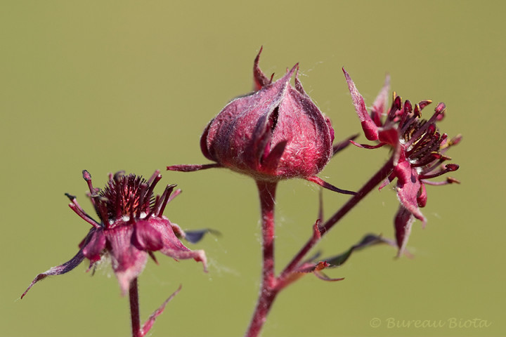 © Wateraardbei - Potentilla palustris