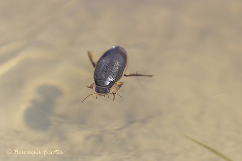 © Geelgerande waterkever - Dytiscus marginalis
