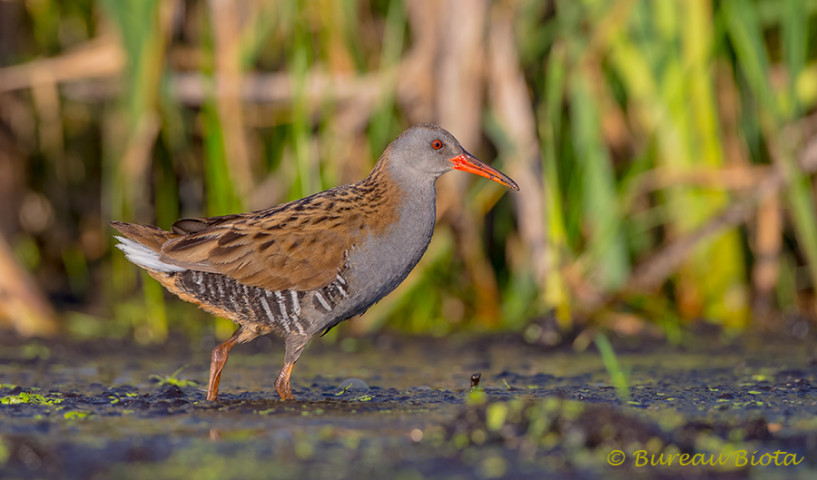 © Waterral - Rallus aquaticus