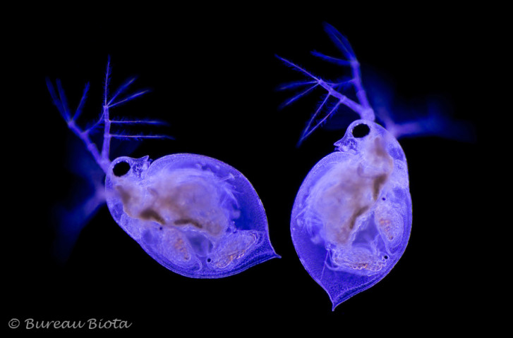 © Watervlooien - Daphnia obtusa