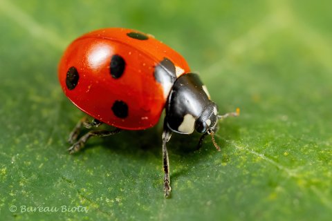 Zevenstippelig lieveheersbeestje (Coccinella septempunctata)