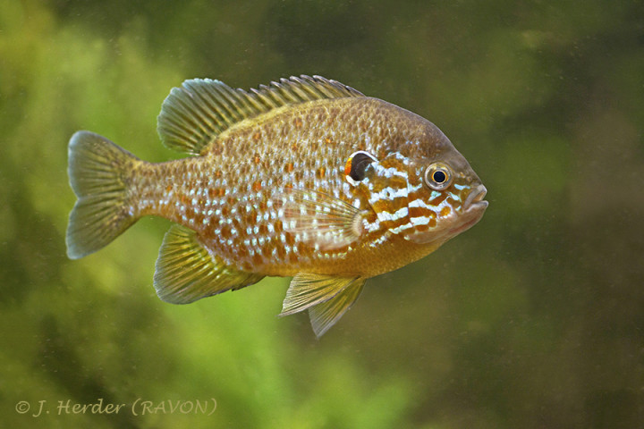 Zonnebaars - Lepomis gibbosus