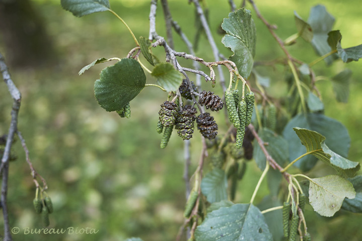 © Zwarte els - Alnus glutinosa