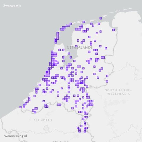 Verspreiding zwartvoetje 2012-2022