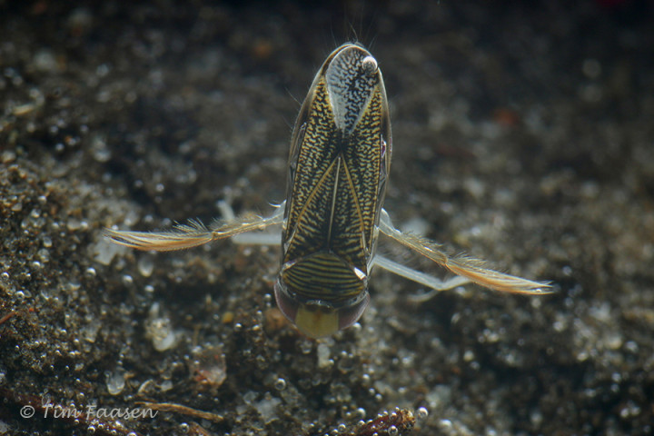 Zwartvoetje - Sigara lateralis