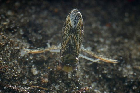 Zwartvoetje - Sigara lateralis